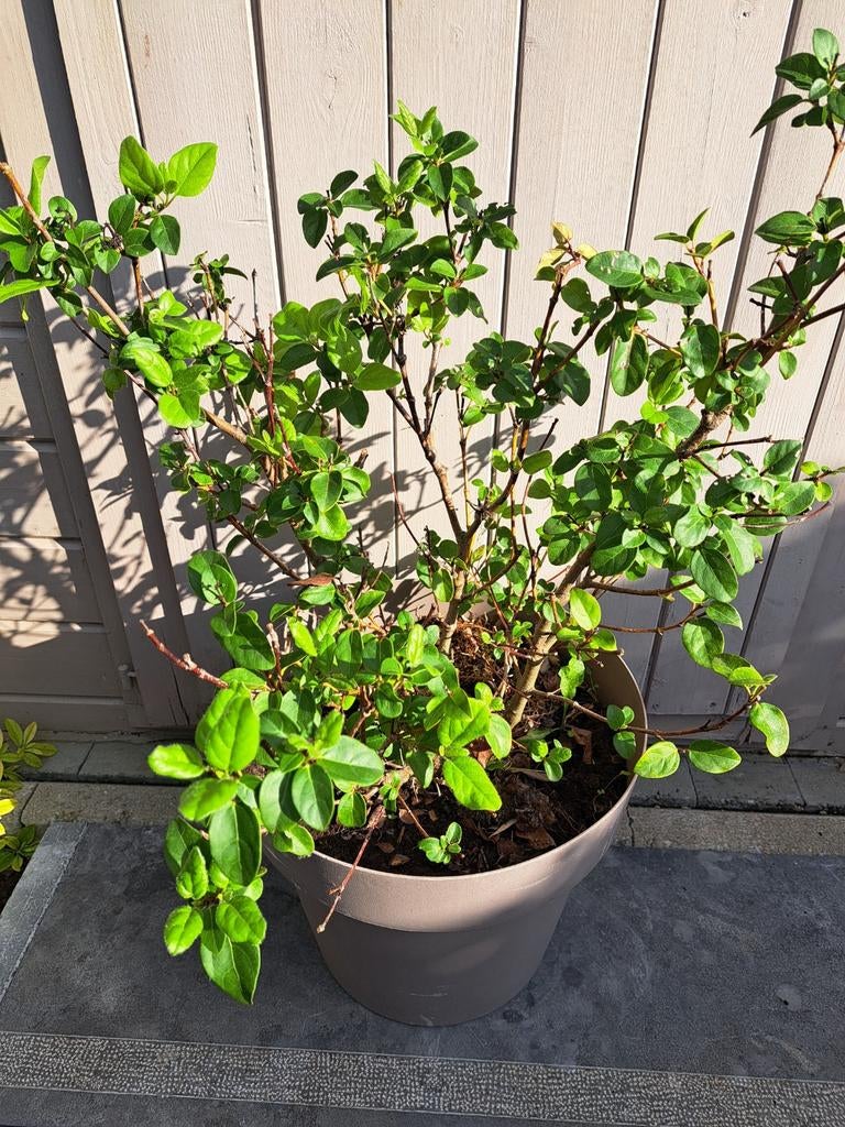 Osmanthus Burkwoodii - plant in pot van +/- 50 cm, Ophalen, Lente, Vaste plant