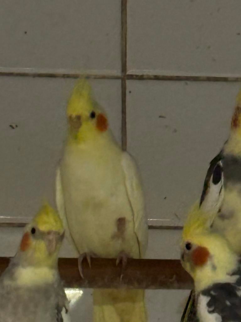 Kanaries, exoten en parkieten, Dieren en Toebehoren, Vogels | Kanaries