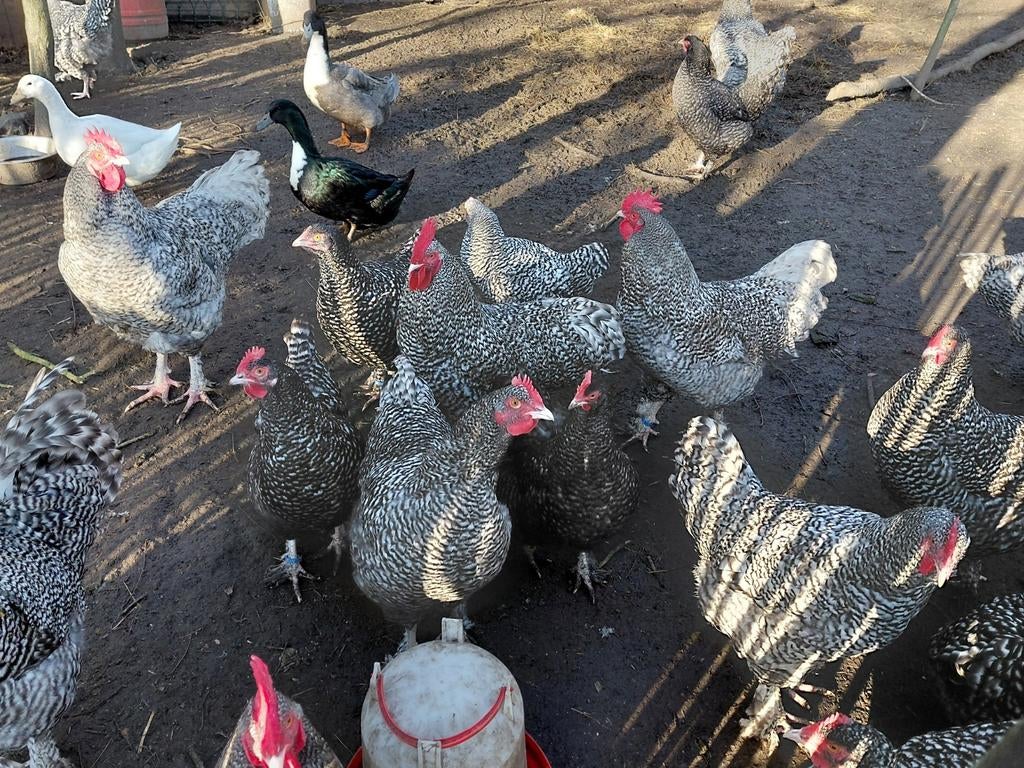 Broedeieren Mechelse koekoek, Dieren en Toebehoren