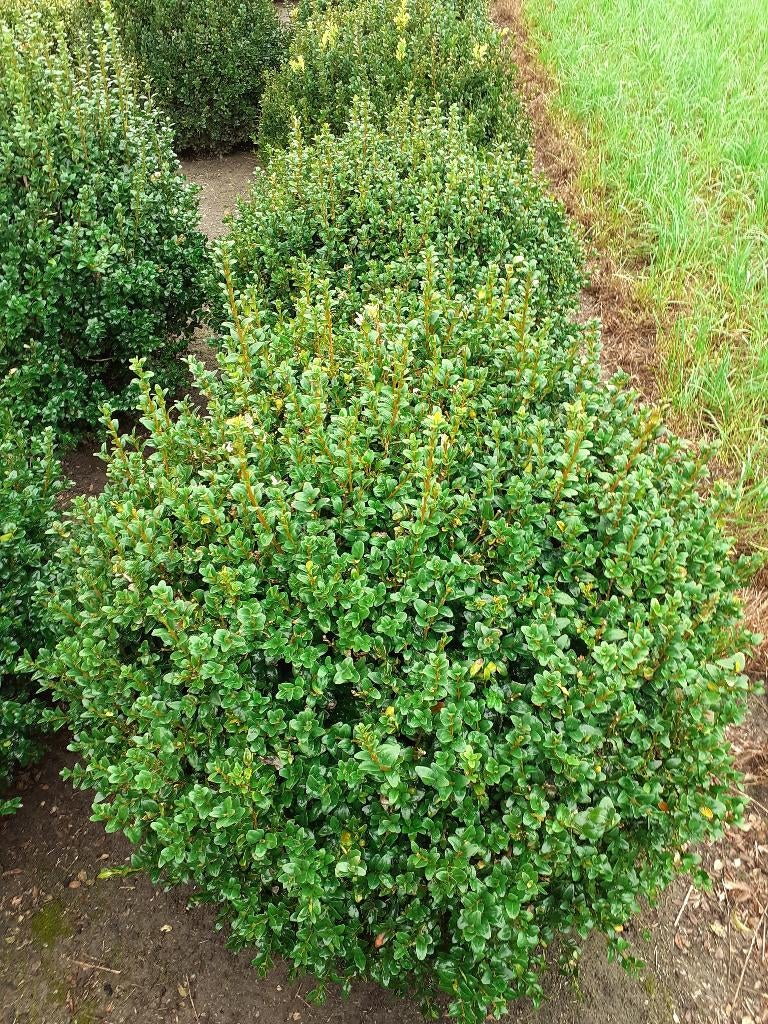 buxus, Tuin en Terras, Ophalen of Verzenden, Buxus