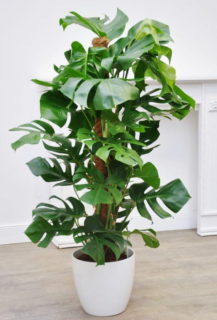 Monstera, Enlèvement