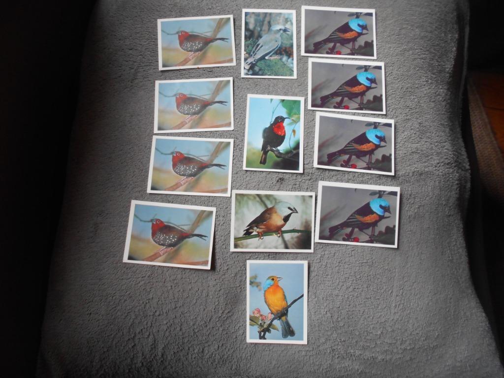 anciennes images chromos oiseaux, Enlèvement ou Envoi, Comme neuf