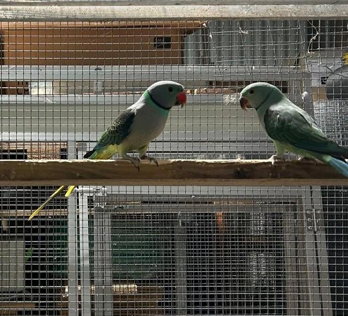 Malabar parkieten, Plusieurs animaux, Perruche, Bagué