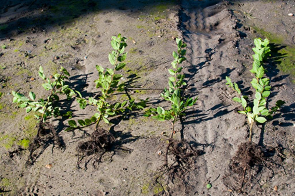 Haagbeuk, Carpinus betulus, Tuin en Terras, Planten | Struiken en Hagen, Ophalen, Haagbeuk, Haag