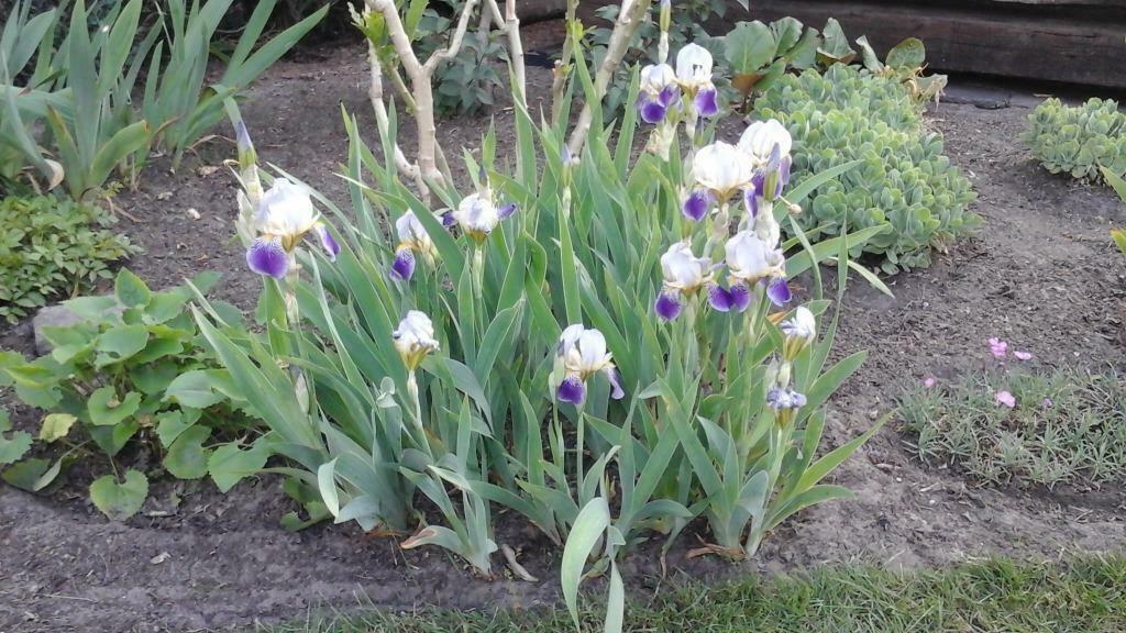 Amerikaanse Baardirissen, Vaste plant, Halfschaduw, Lente, Ophalen