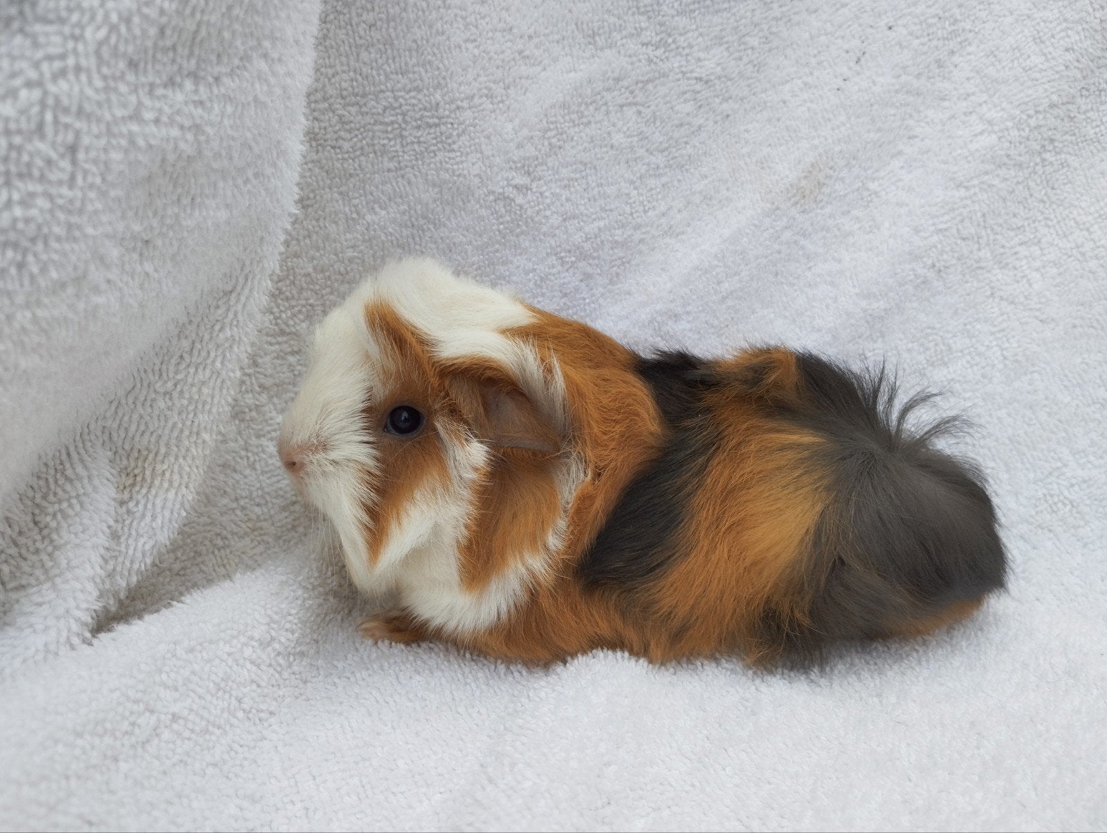 Peruviaans cavia beertje te koop, Août, Mâle, Cobaye