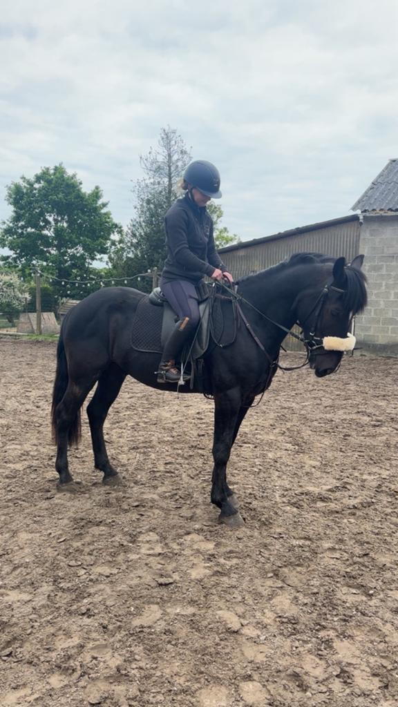 2 zwarte springzadels gezocht!, Animaux & Accessoires, Chevaux