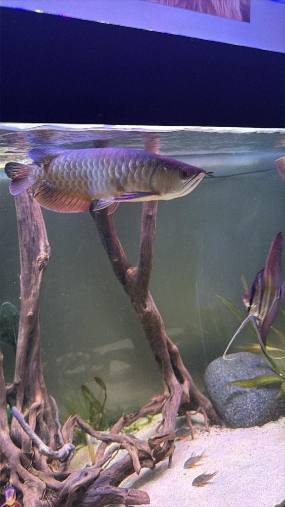 Arowana /pota mini marbe / discus f1 / flower, Ophalen, Zo goed als nieuw