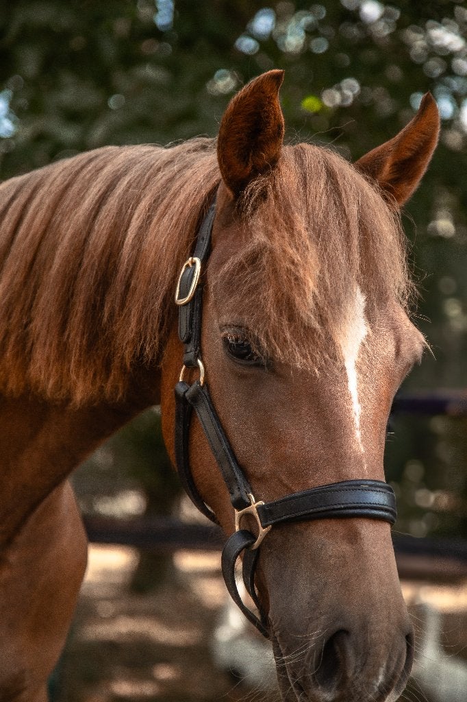 New Forest Merrie te koop, Avec pedigree, Poney D (1.37 m à 1.48m), Ne s'applique pas, 0 à 2 ans