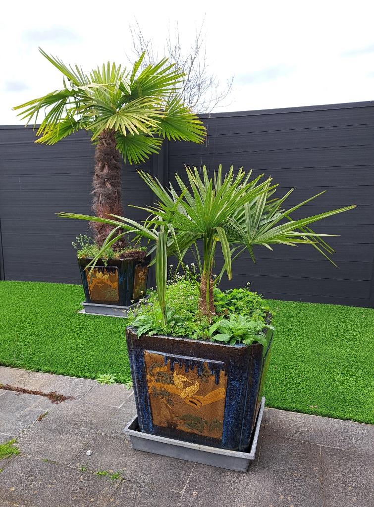 Trachycarpus fortunei en Trachycarpus princeps, Ophalen, Vaste plant, Overige soorten, Volle zon