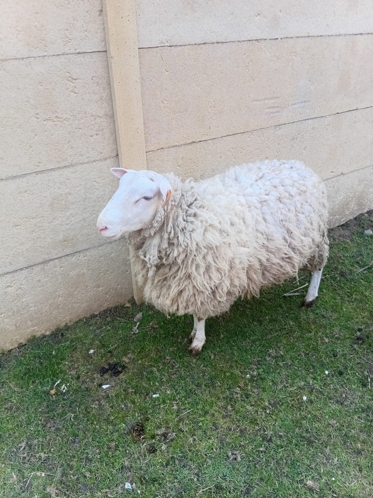 Schapen, Dieren en Toebehoren, Schapen, Geiten en Varkens