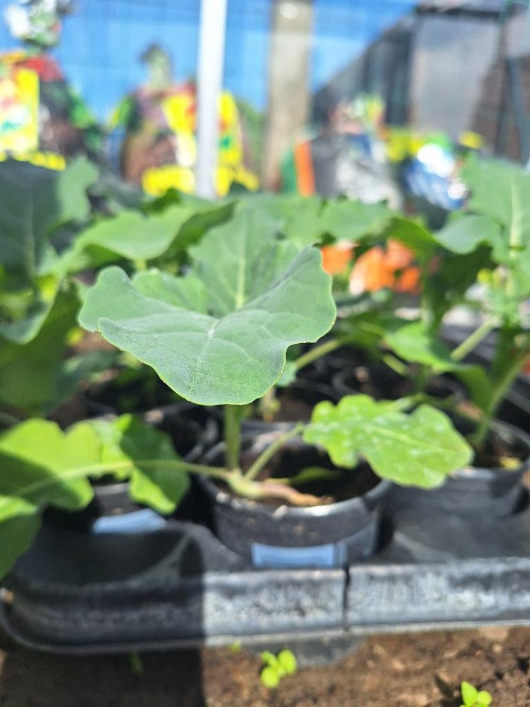 Broccoliplantjes, Jardin & Terrasse, Plantes | Jardin, Enlèvement, Annuelle, Plantes potagères, Mi-ombre