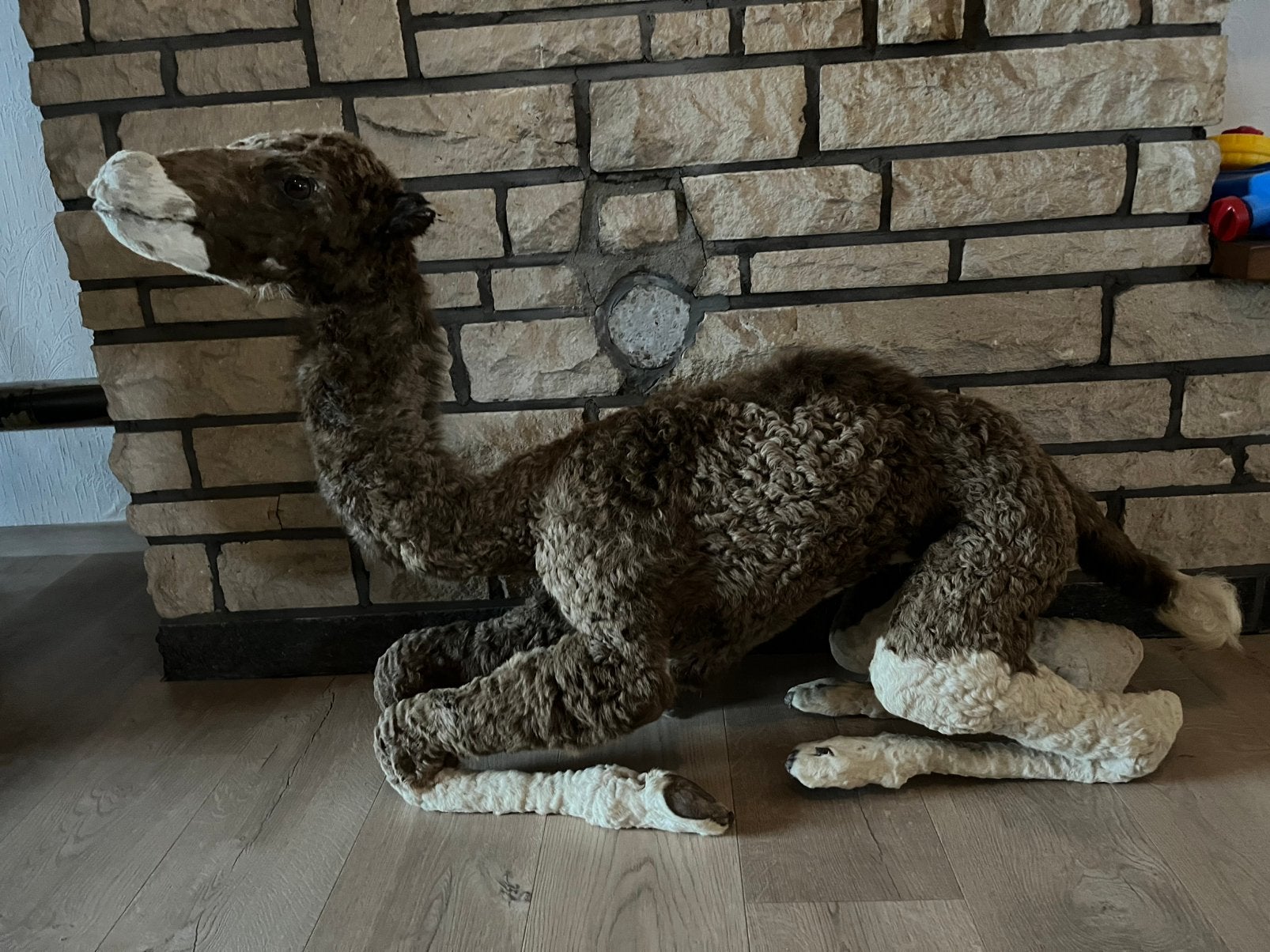 Dromedaris veulen kameel achtige, Verzamelen, Dierenverzamelingen, Ophalen