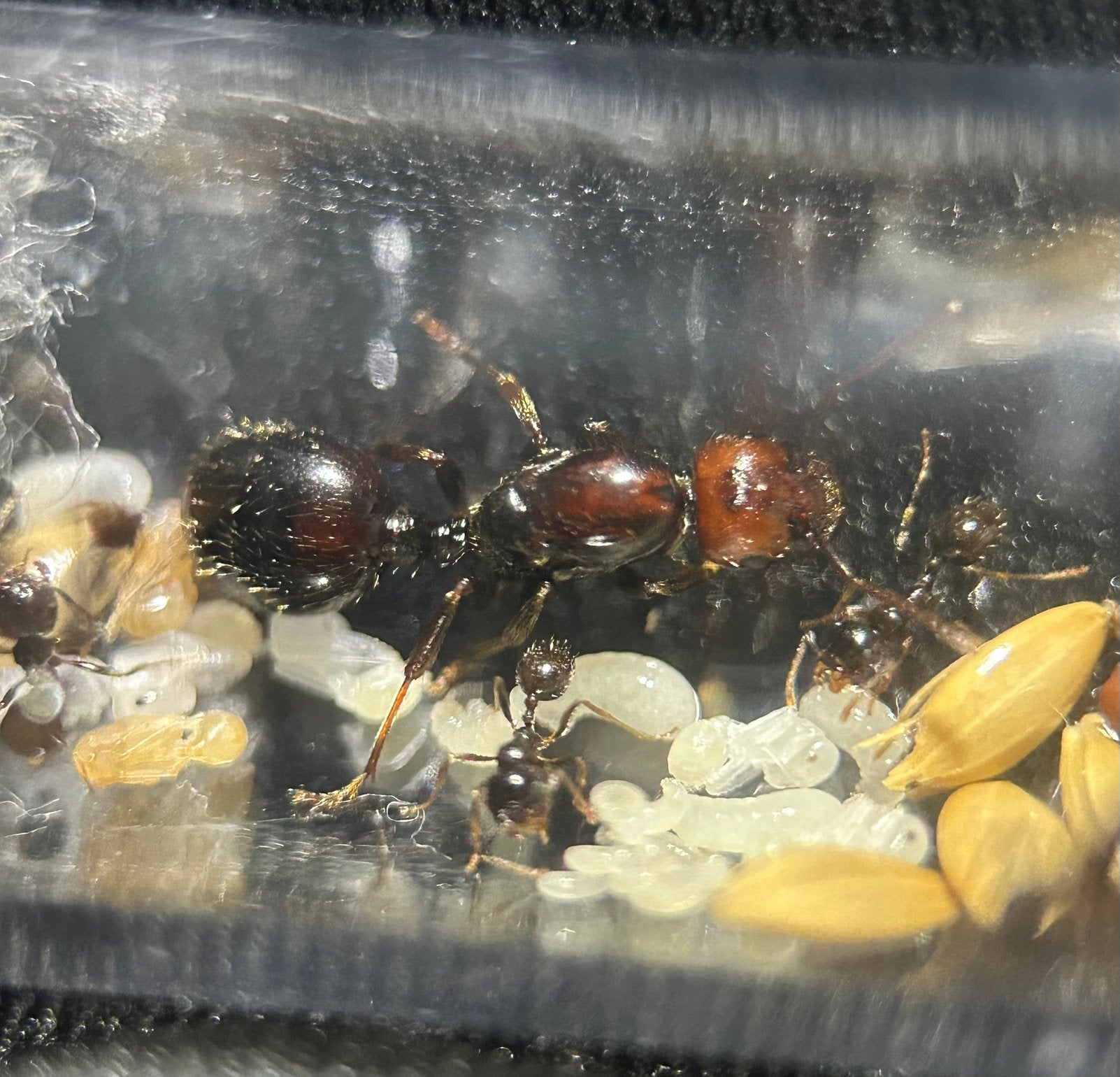 Messor barbarus “bicolor” Q+15-20 werksters / mieren ant, Mieren