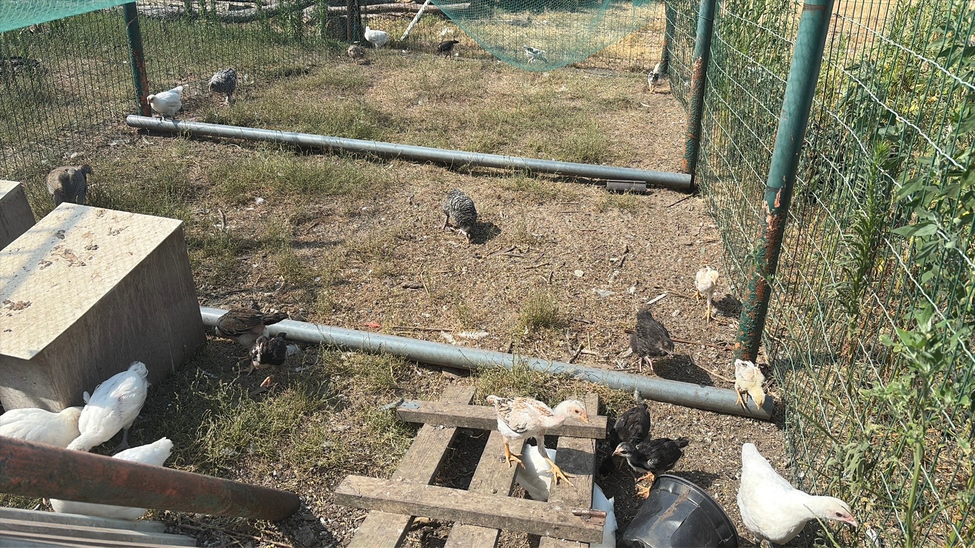 Shamo, poule de Bresse, mechelse koekoek (ook kalkoenkoppen), Dieren en Toebehoren