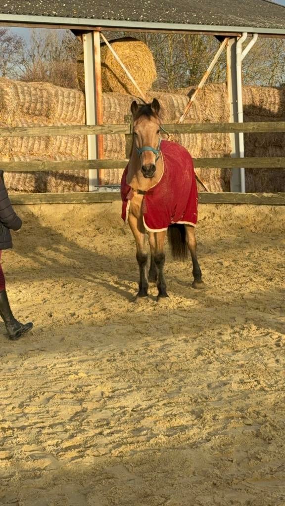 Poney, Enlèvement