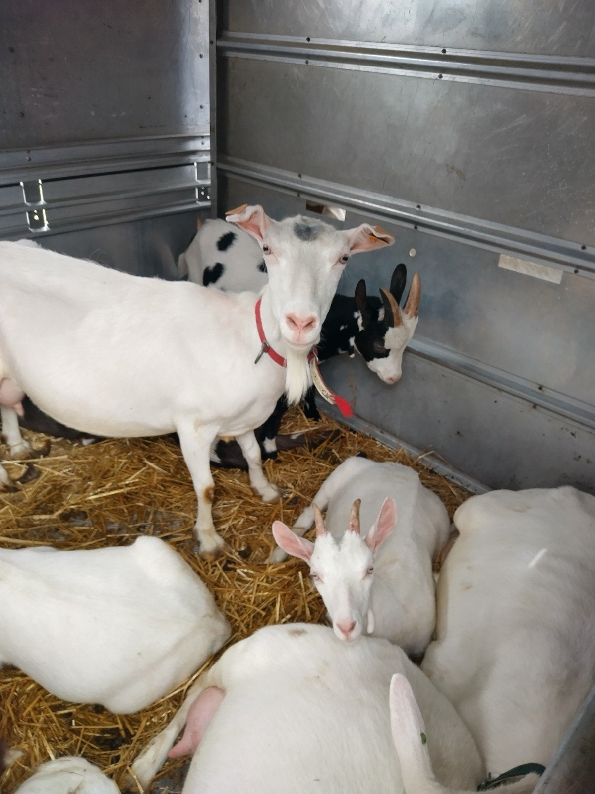 Geiten te koop, Dieren en Toebehoren