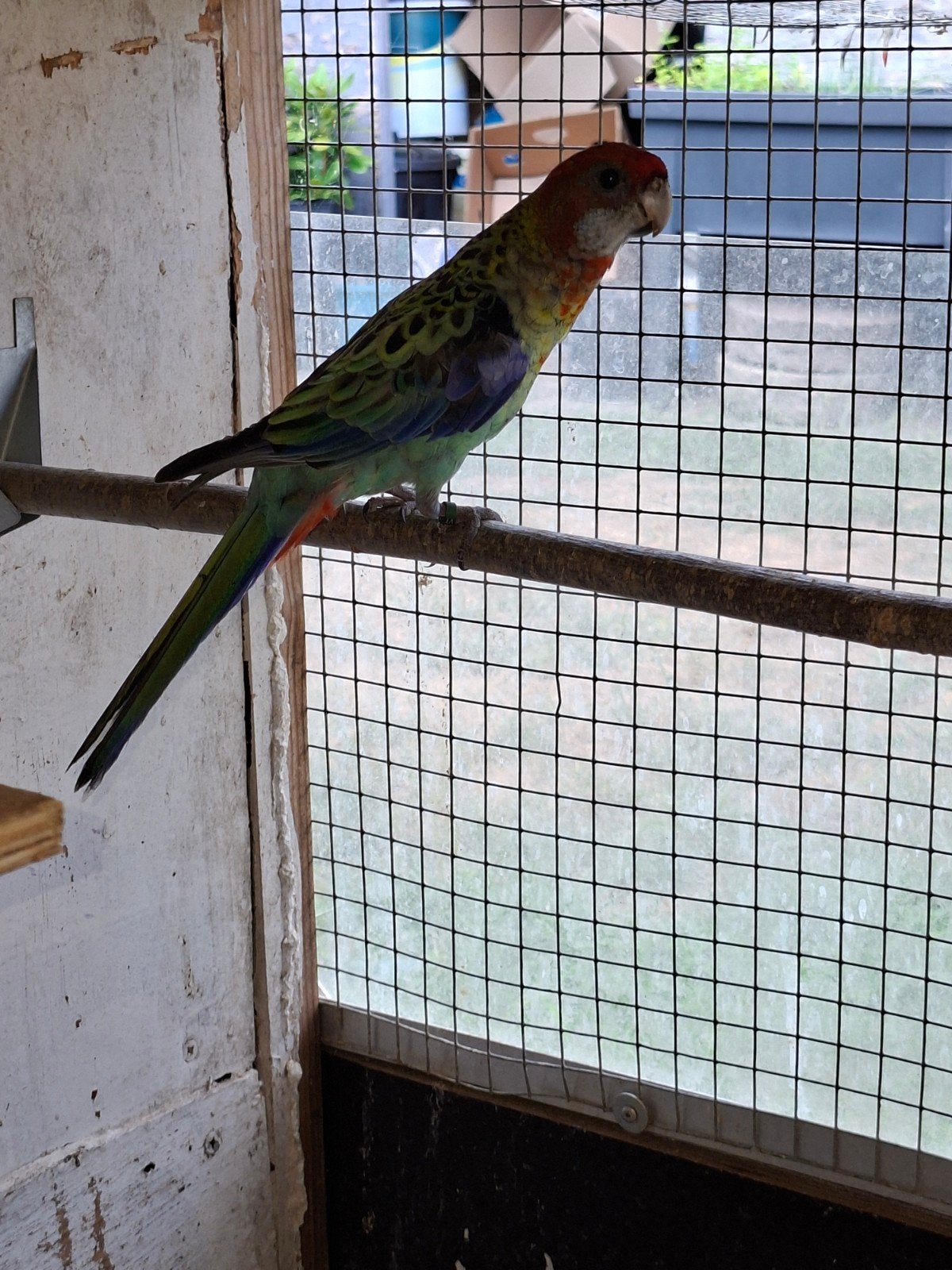 rosella parkiet, Parkiet