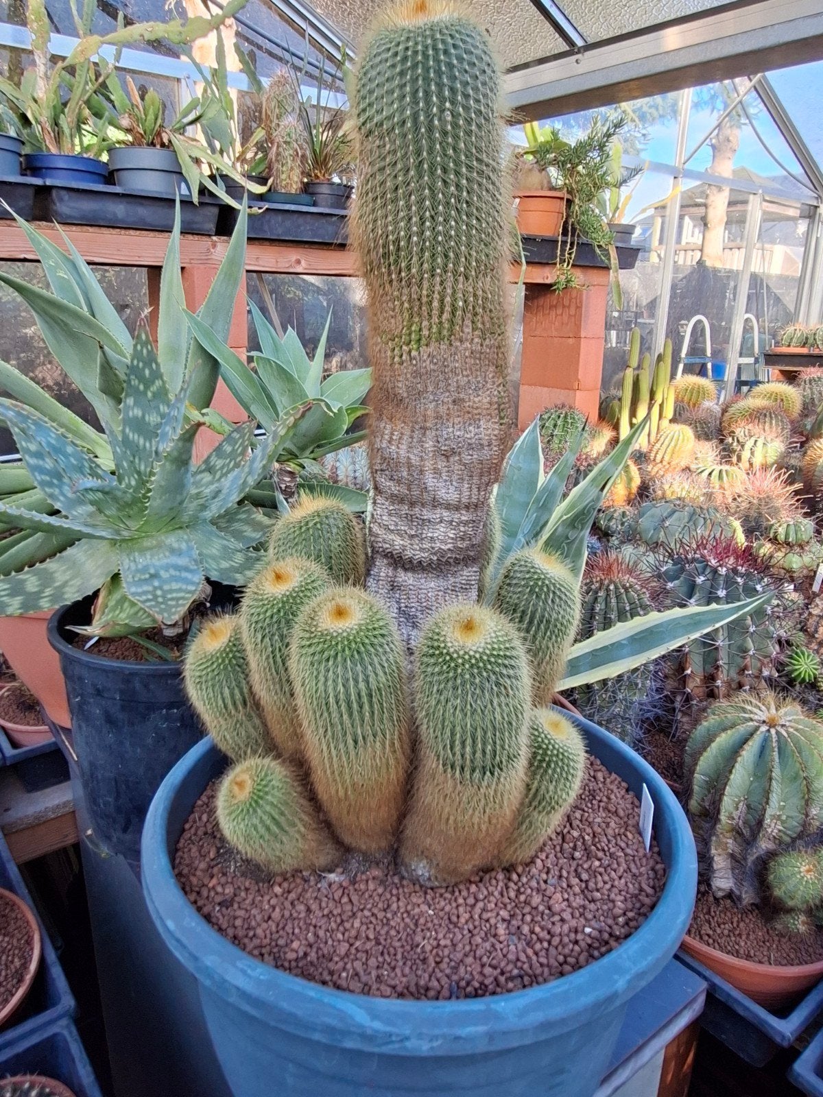 noto leninghauysii, 50 jaar oude cactus, eigen kweek., Bloeiende kamerplant, Ophalen, Cactus, Volle zon
