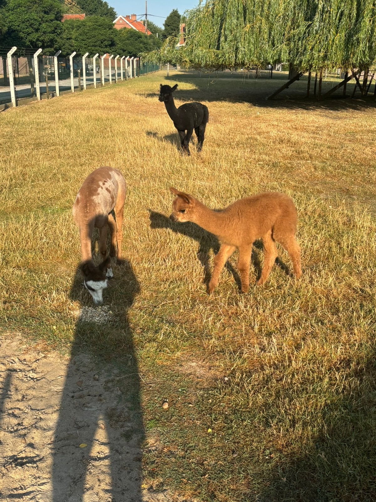 Alpaca merie, Dieren en Toebehoren