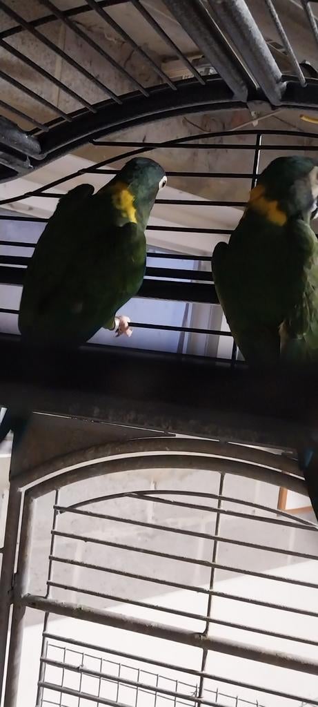 Perroquet, Dieren en Toebehoren, Vogels | Parkieten en Papegaaien, Papegaai