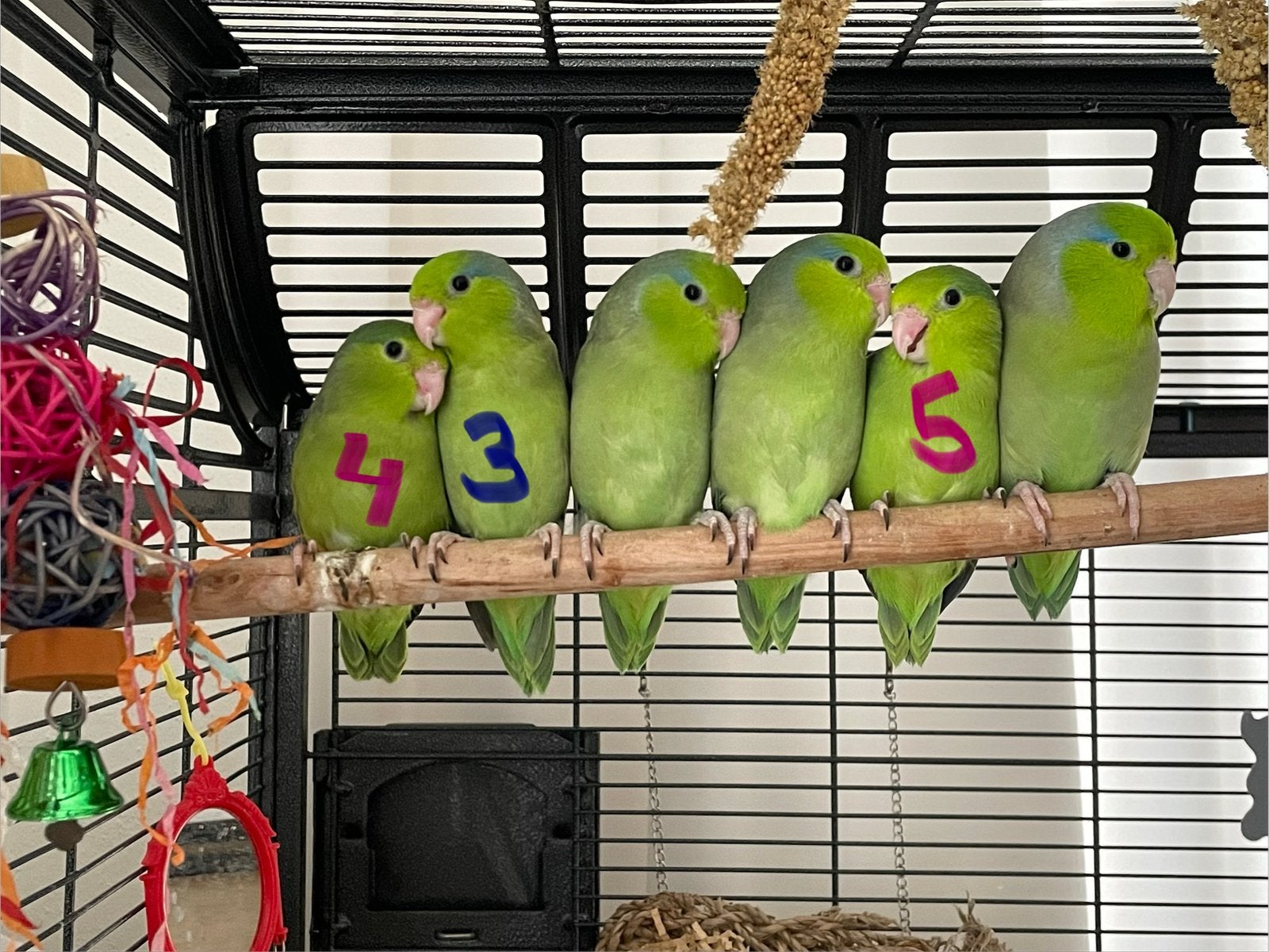 Groene Forpus kuikens - dwergpapegaai - 07/2026, Plusieurs animaux, Perroquet nain ou Inséparable, Domestique
