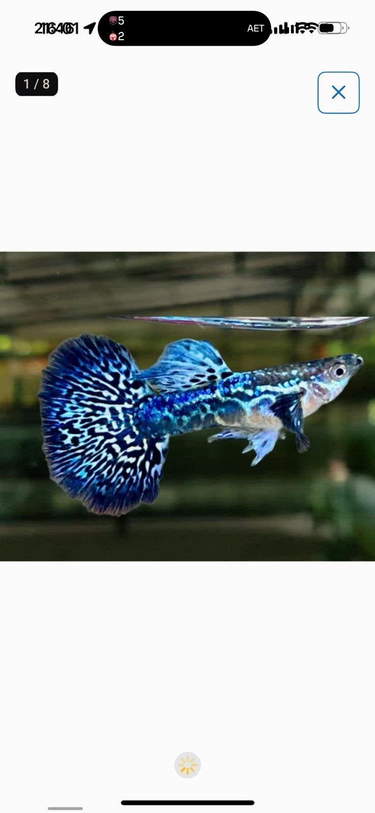 Prachtige Rasechte Mosaic Blue Guppies (Import Thailand), Dieren en Toebehoren, Vissen | Aquariumvissen