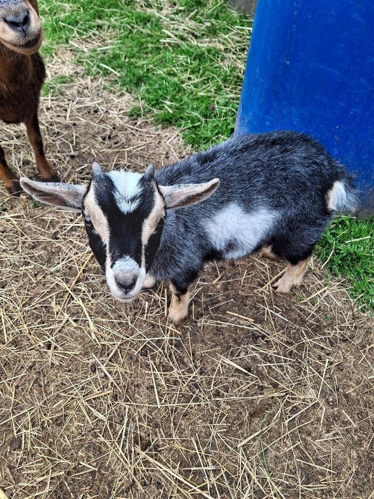 Handtamme gecastreerde bokjes, Dieren en Toebehoren, Schapen, Geiten en Varkens