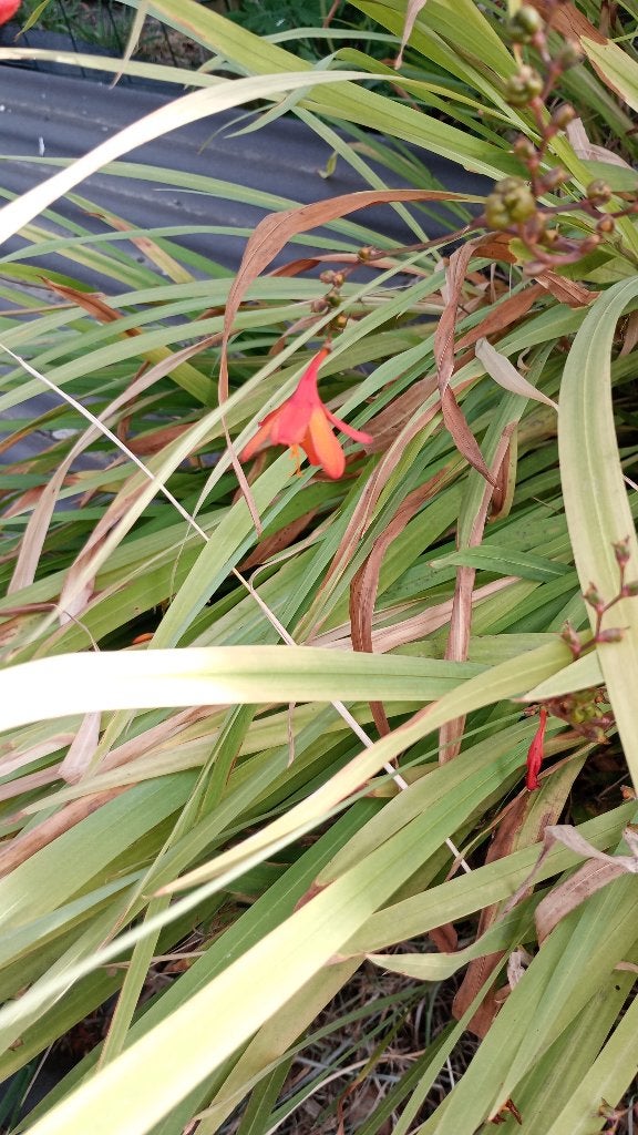 Planten ruilen, Ophalen of Verzenden, Vaste plant