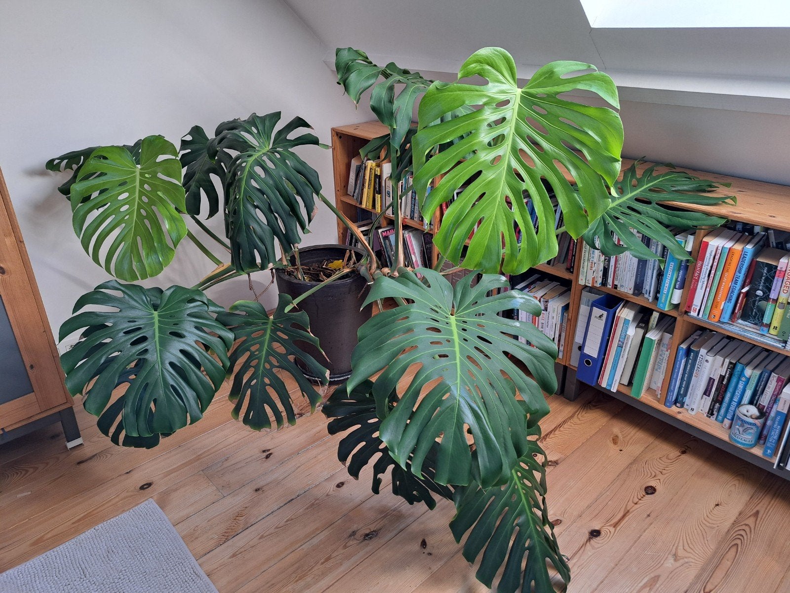 monstera, Maison & Meubles, Plantes d'intérieur, Enlèvement