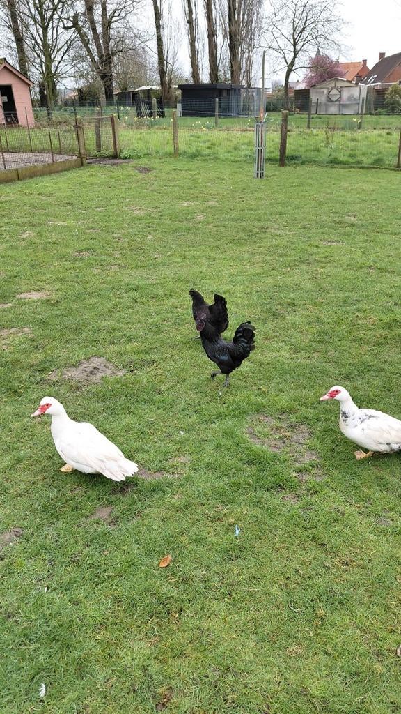 Coqs, Mâle, Poule ou poulet