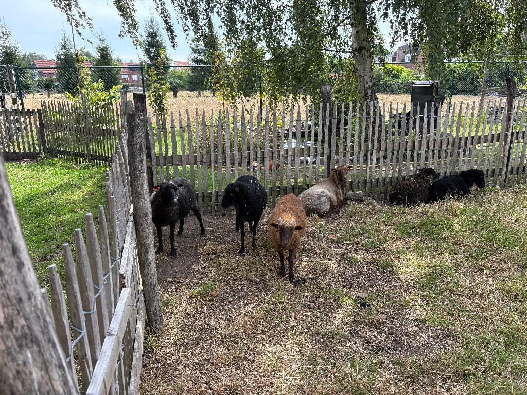 Quessant Ooitjes te koop, Dieren en Toebehoren