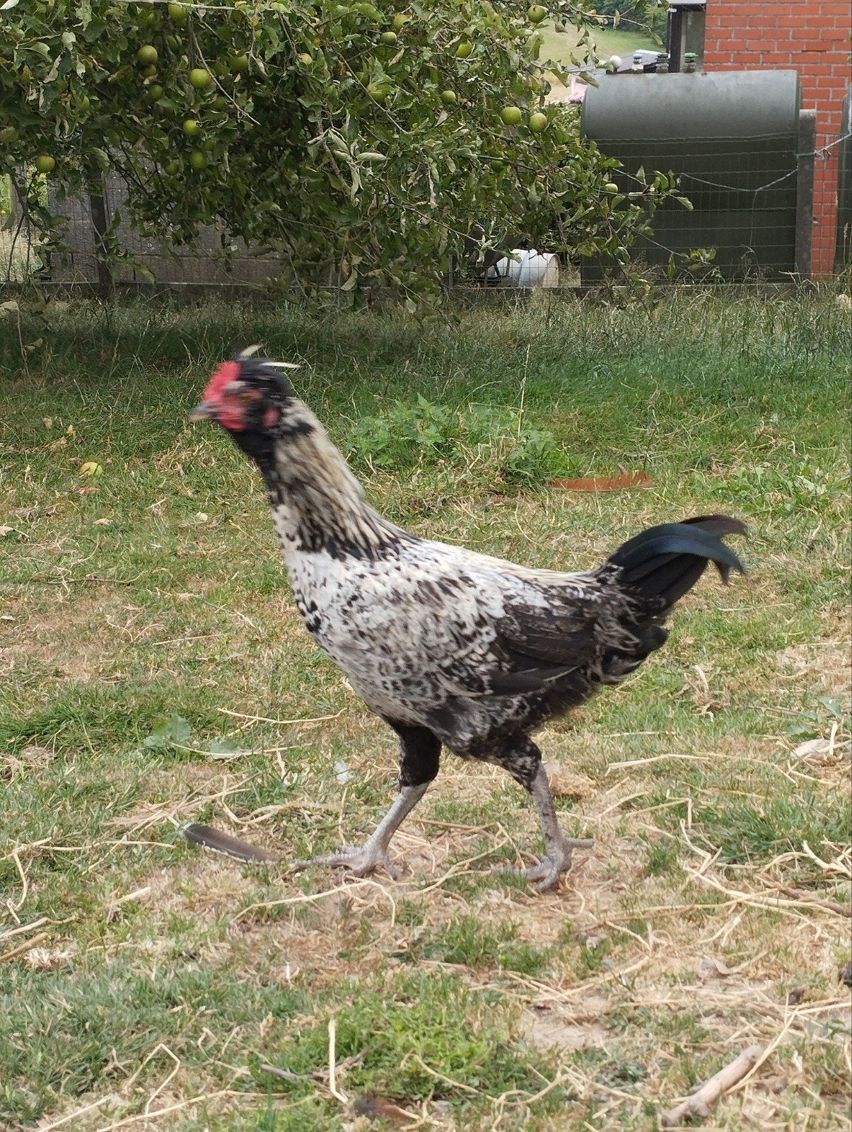 Padua kruising haan, Dieren en Toebehoren, Pluimvee