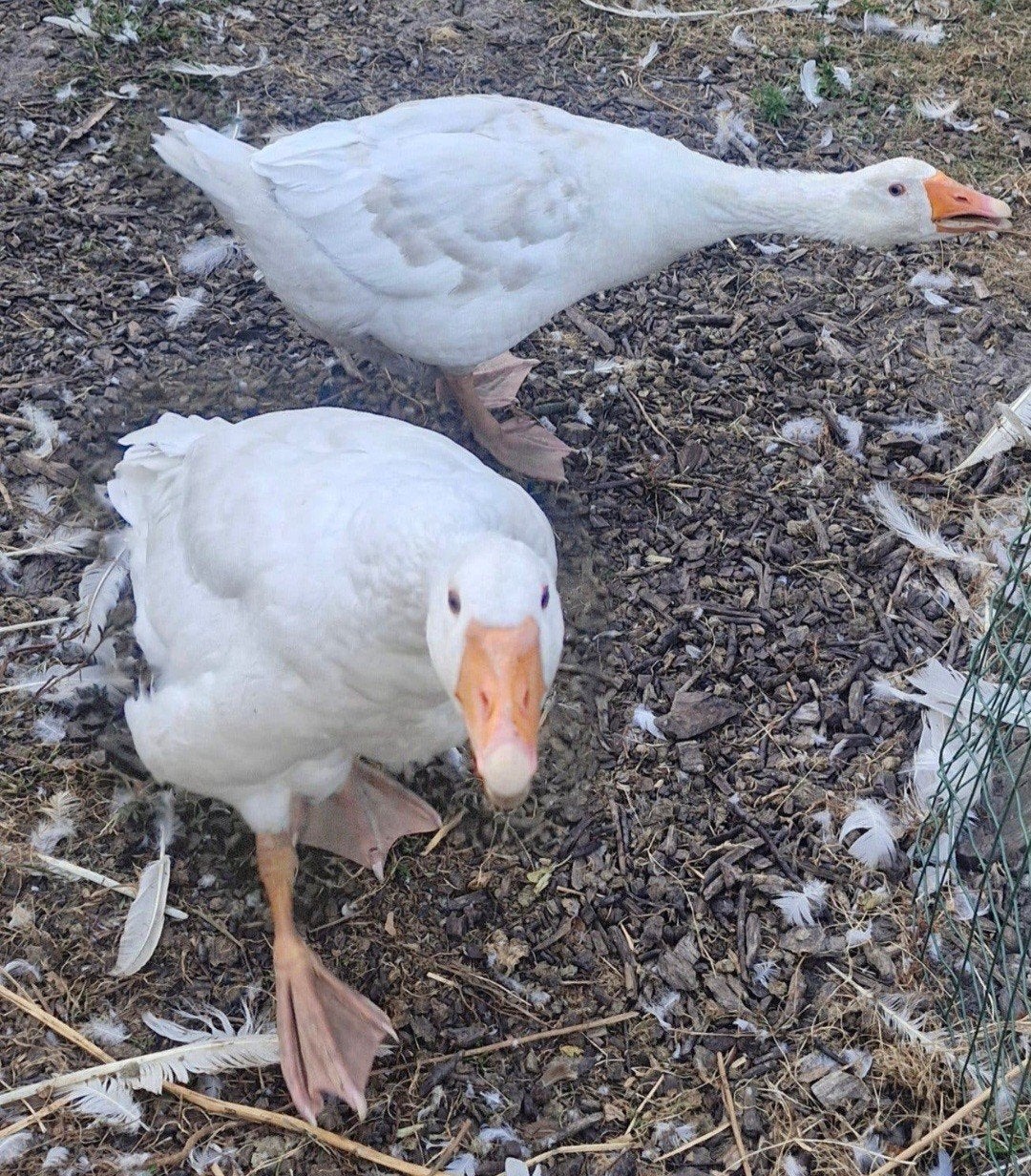 couple d'oies de ferme