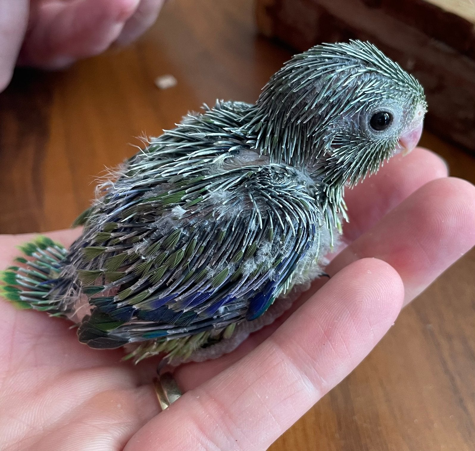 Ons groene Forpus koppel heeft weer nieuwe kuikens, Meerdere dieren, Dwergpapegaai of Agapornis, Tam