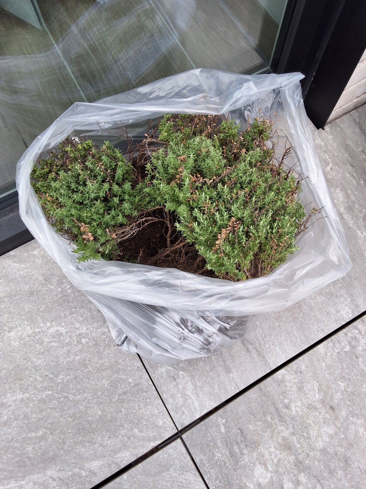 thym sorti du pot aujourd'hui, Enlèvement, Arbuste