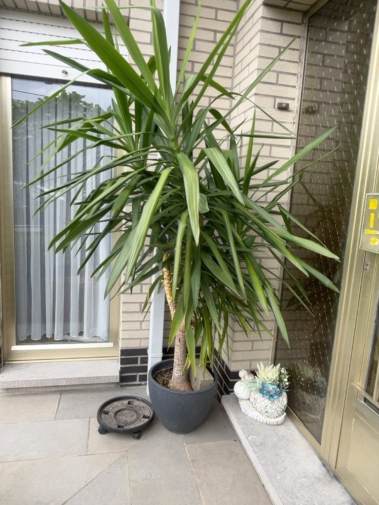 Zeer grote Yucca  2 meter – volwassen plant met dikke stam, Tuin en Terras, Ophalen, Vaste plant, Varens, Halfschaduw