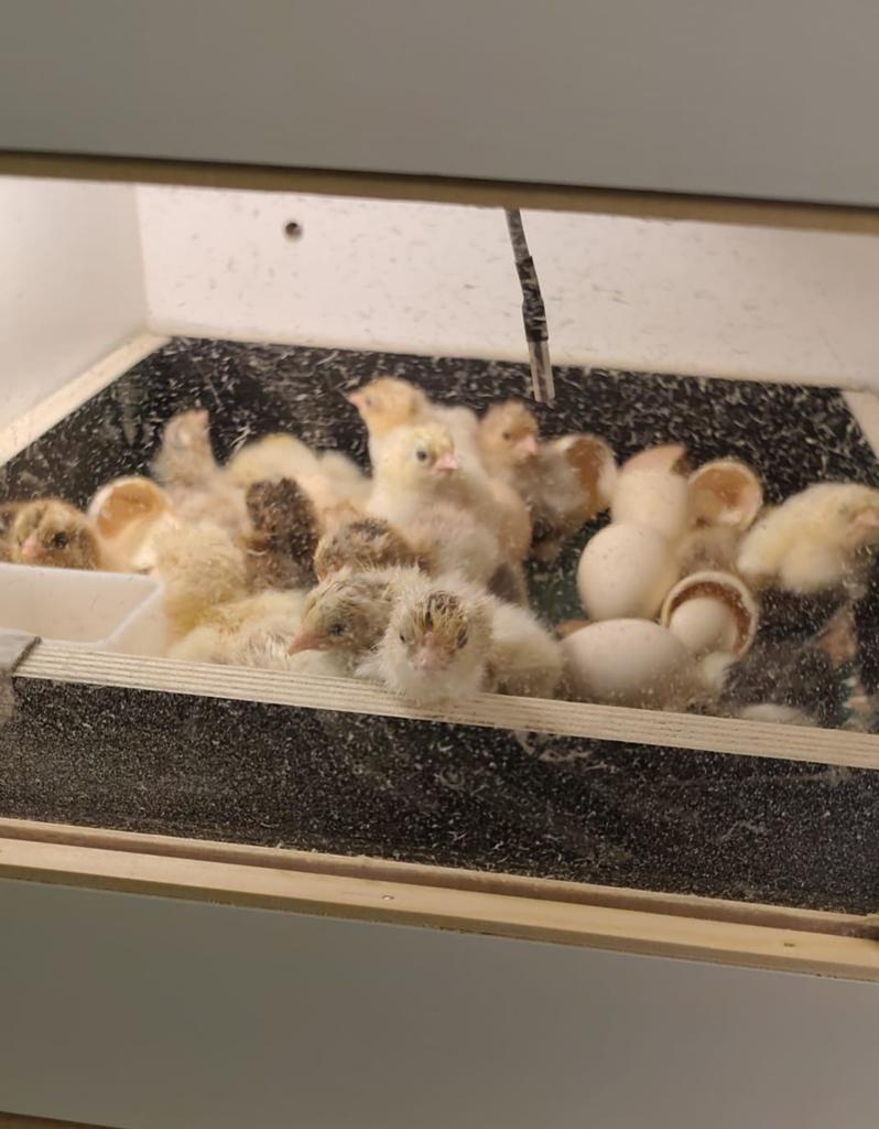 Incubateur, neuf, automatique, Enlèvement ou Envoi, Couveuse