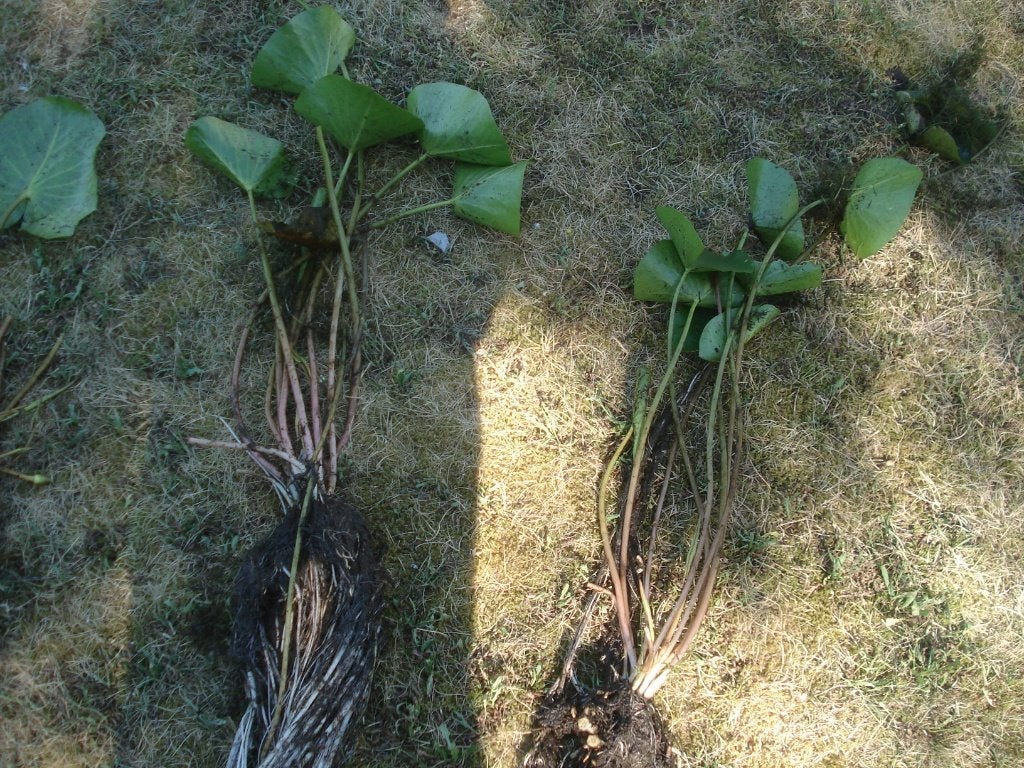 2 witte waterlelies (Nymphaea alba), Tuin en Terras, Vijver-toebehoren, Ophalen