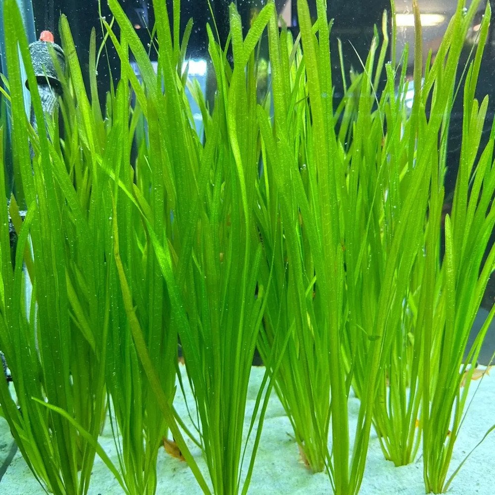 Vallisneria spiralis / Spiraalvallisneria, Enlèvement, Neuf, Plante(s), Pierre ou Bois