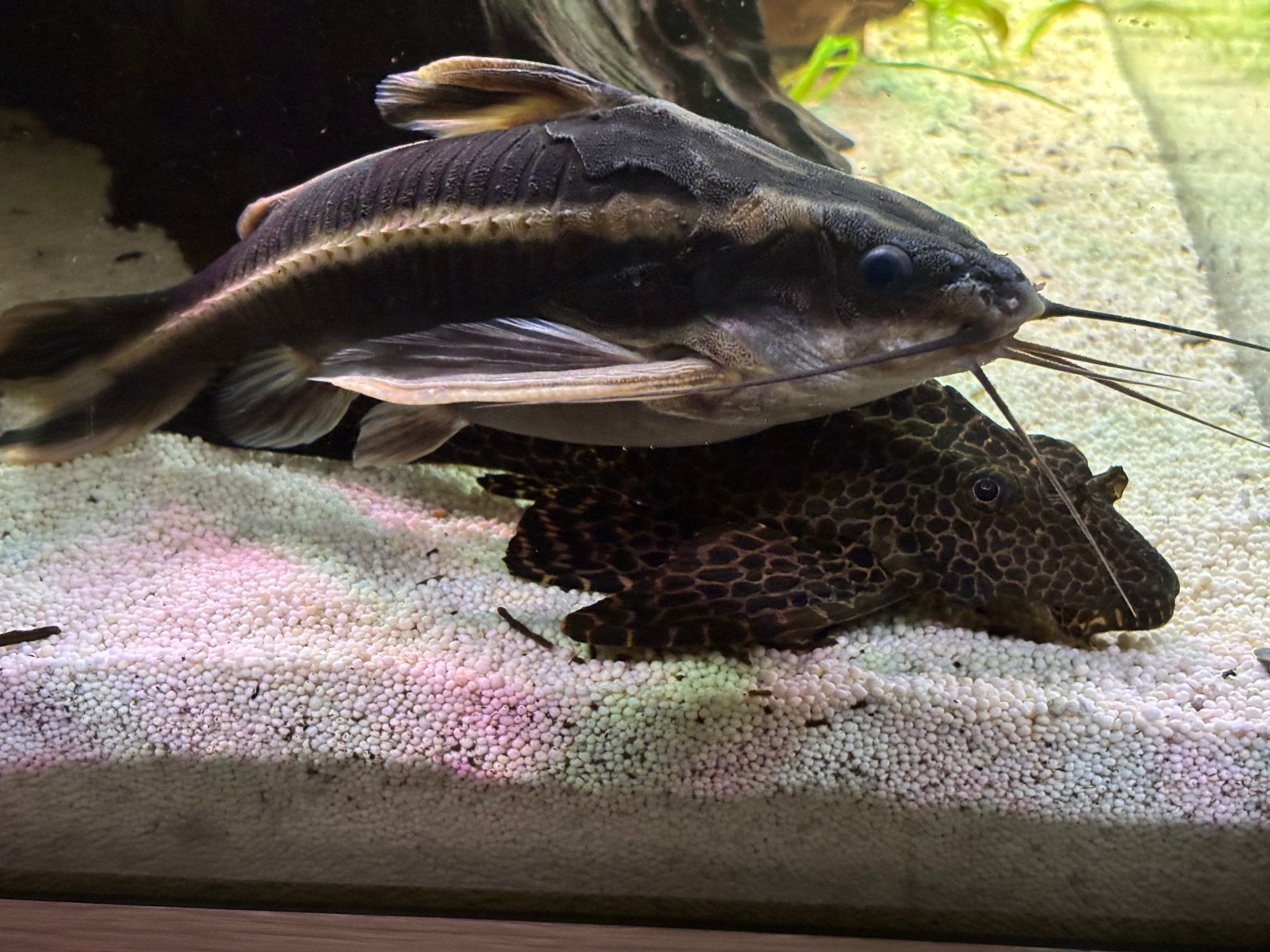 Platydora, Dieren en Toebehoren, Vis, Zoetwatervis