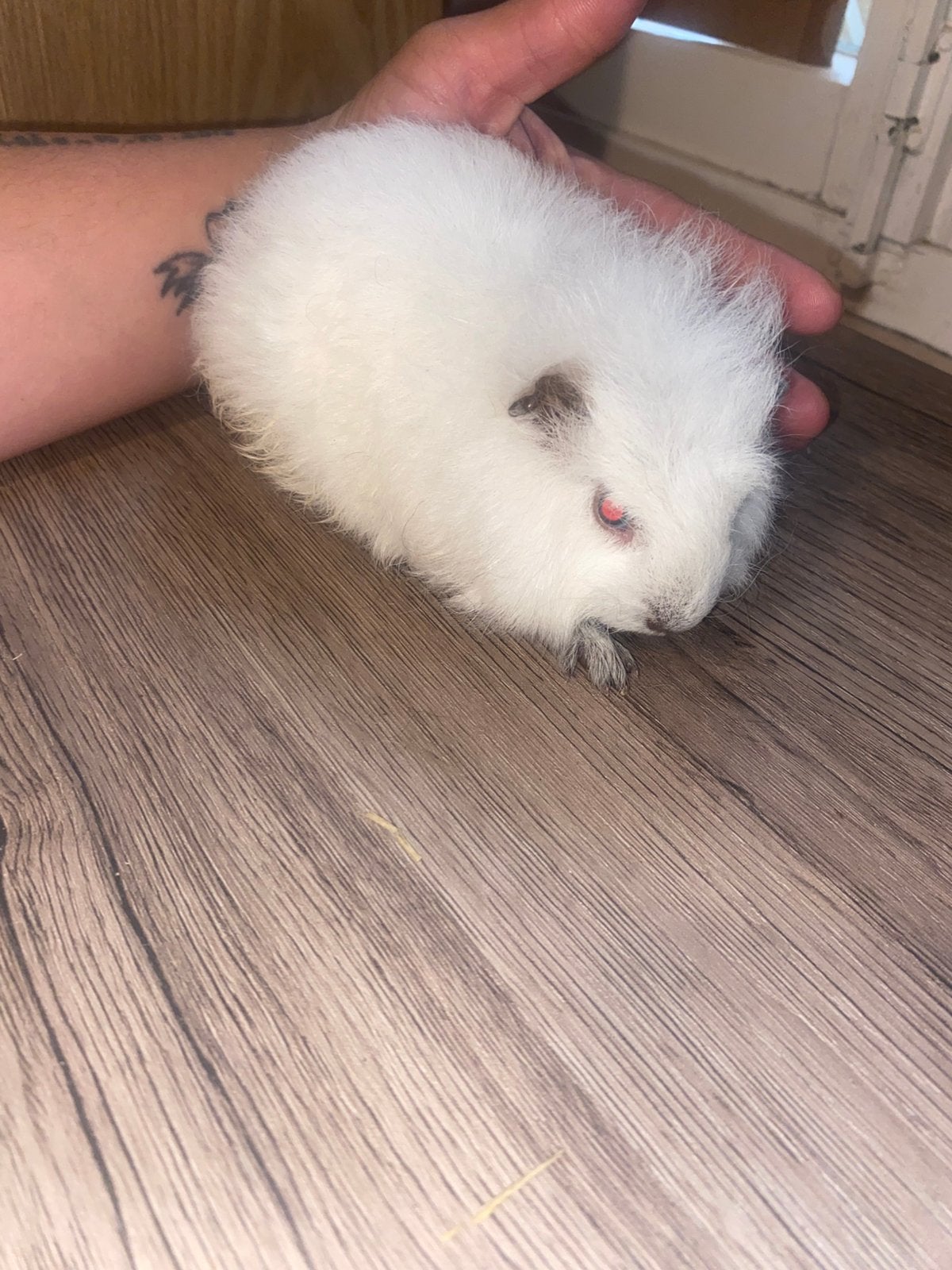 Teddy cavias, Dieren en Toebehoren, Cavia, Mannelijk, Mei, Tam