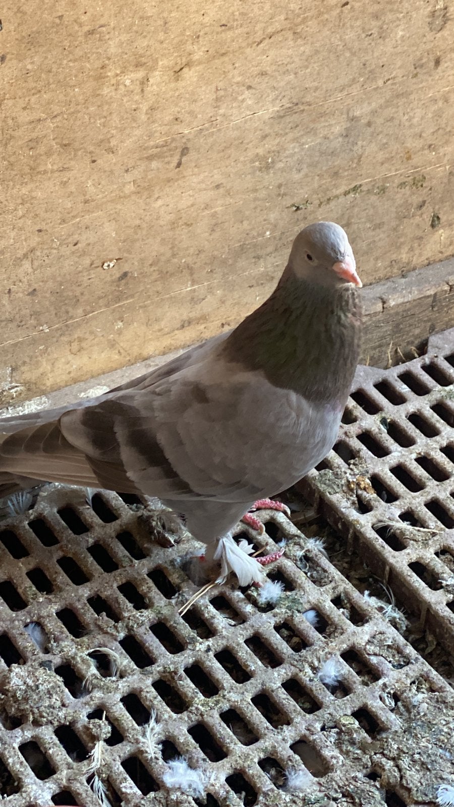 Ik heb hem te pakken gekregen., Dieren en Toebehoren, Vogels | Duiven
