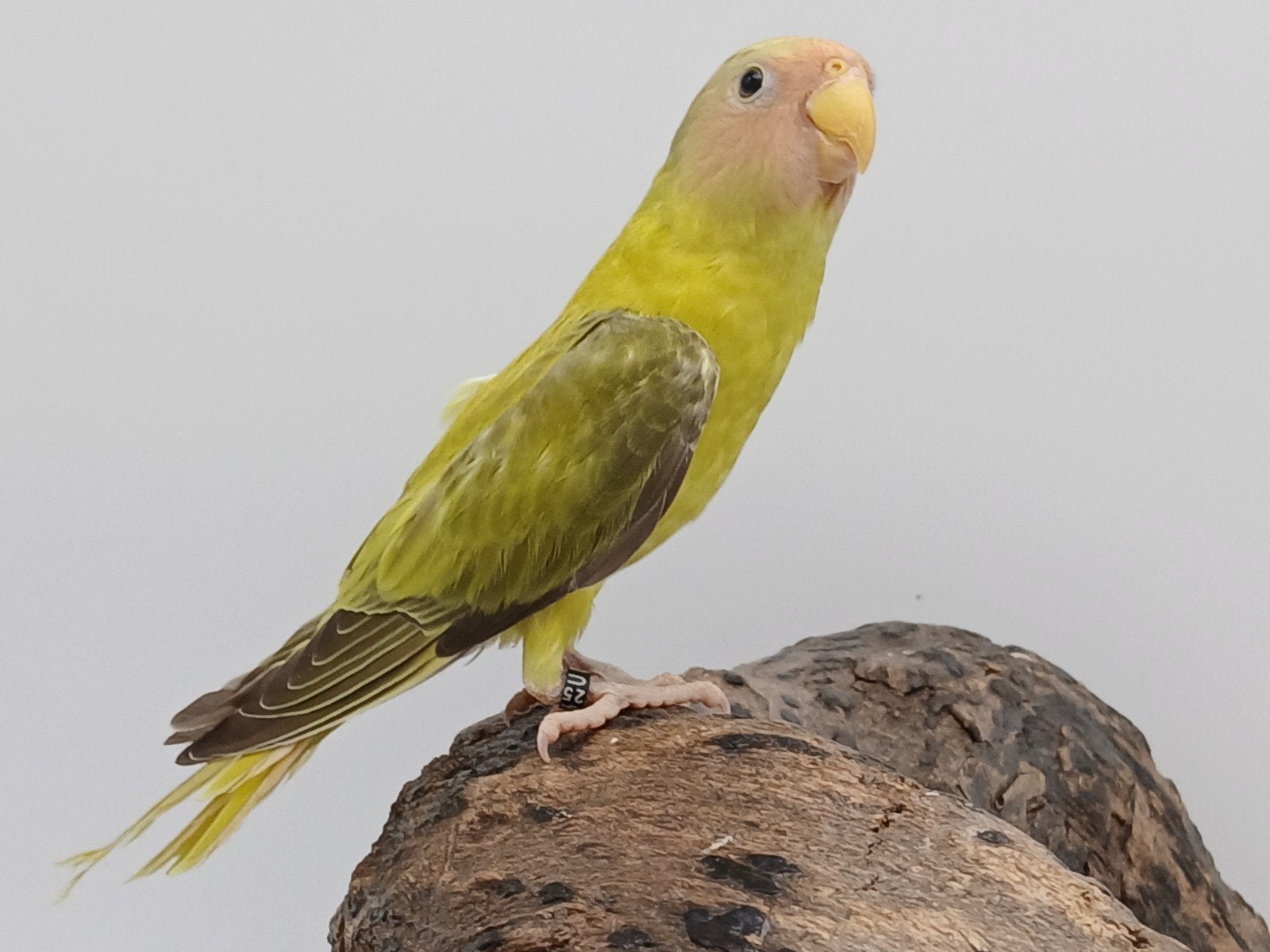 Pruimkop 2026, Dieren en Toebehoren, Vogels | Parkieten en Papegaaien