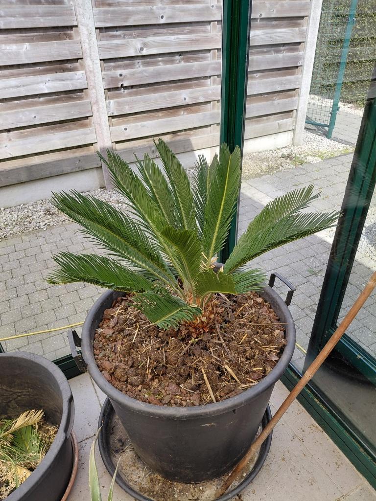 vredespalm of cycas revoluta, Tuin en Terras, 100 tot 250 cm, Zomer, Palmboom, Ophalen