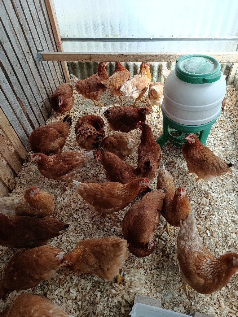 poules pondeuses rouges 5+1/10+3 GRATUIT 0499/082381, Animaux & Accessoires, Femelle, Poule ou poulet
