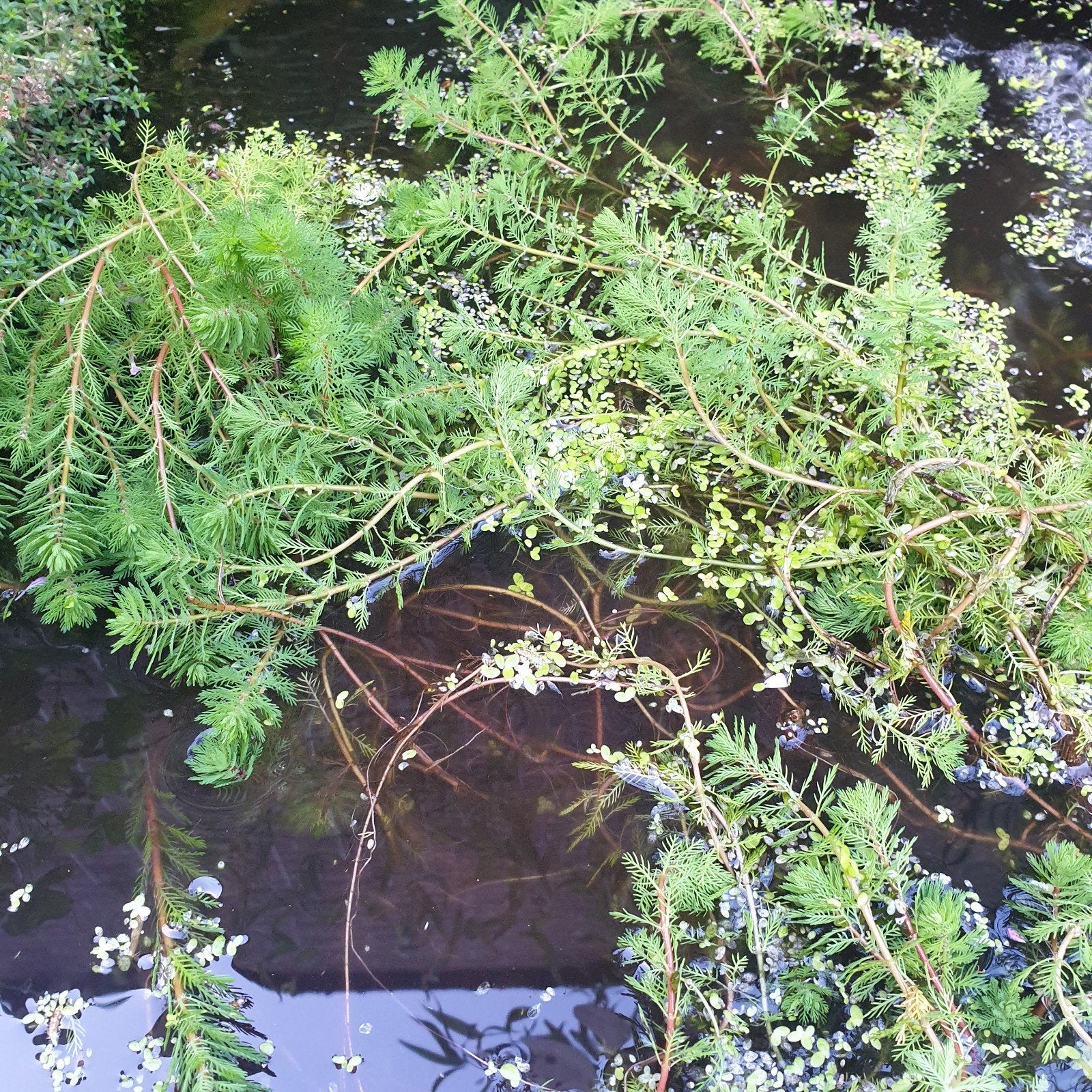 Zuurstofplant Braziliaanse vederkruid., Tuin en Terras, Ophalen