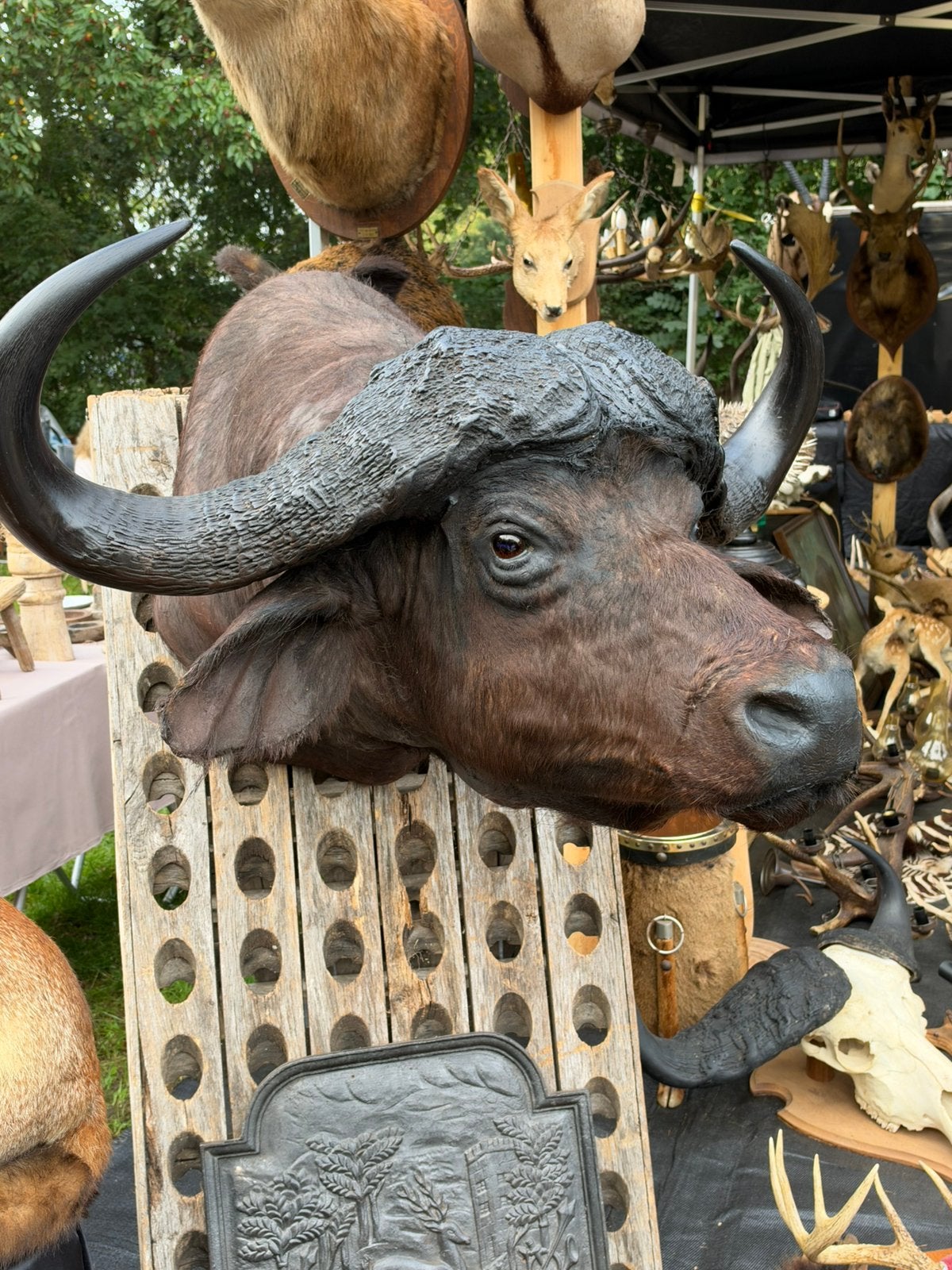 Zeer grote buffel kop opgezette, Ophalen