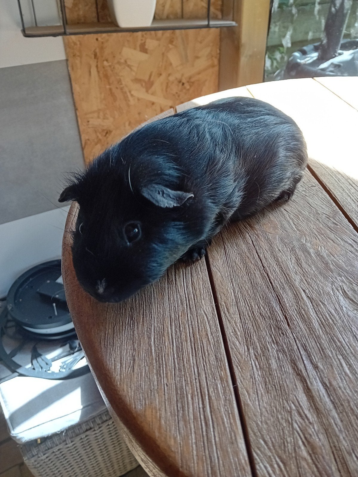 Mooie zwarte cavia beer, Dieren en Toebehoren, Knaagdieren, Januari, Cavia