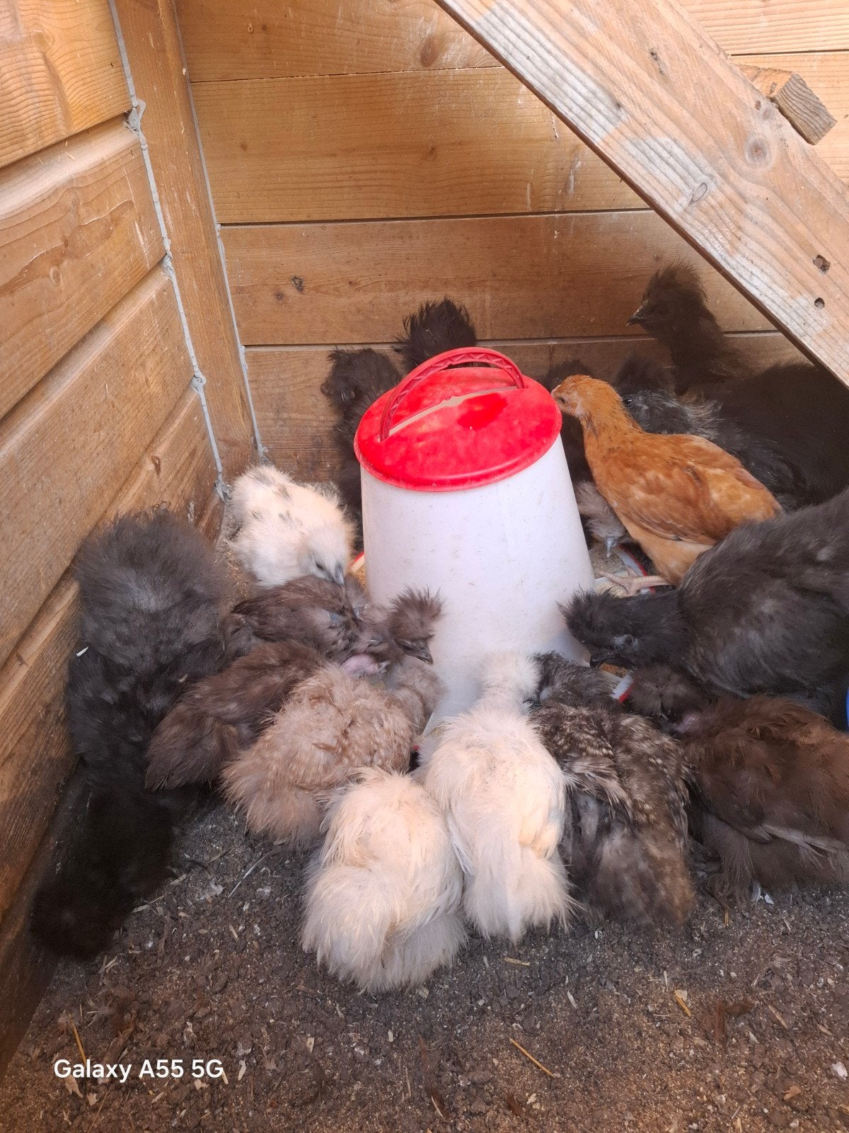 zedehoen te koop, Dieren en Toebehoren, Meerdere dieren, Kip